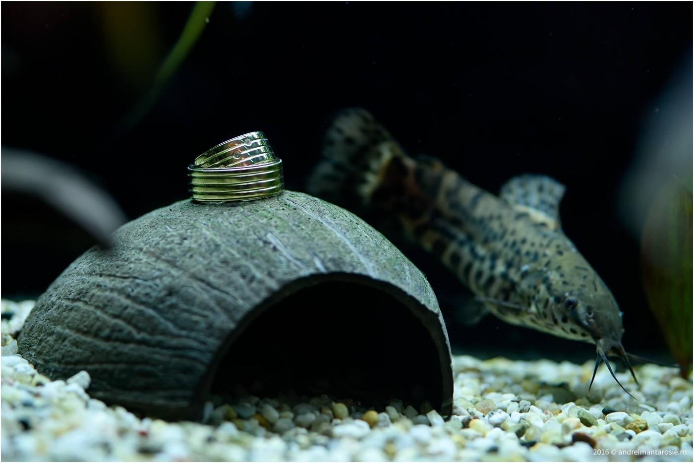 Fotograf Andrei Mantarosie
